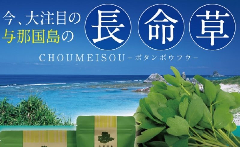 エイジングケアに長命草（ボタンボウフウ）粉末　めざましテレビ