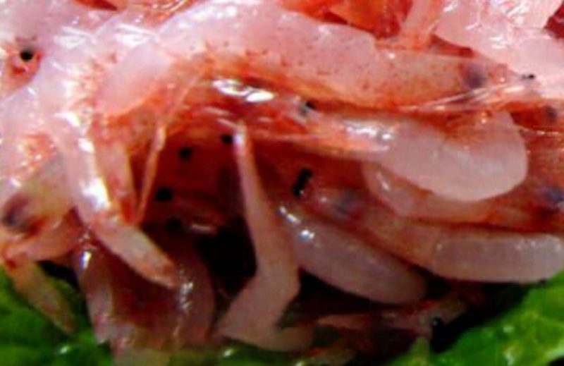 いのお飯　生桜えび・生しらす　由比漁港　静岡県