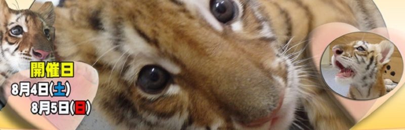 ベンガルトラ「リラ」ちゃんが岩手サファリパーク来園