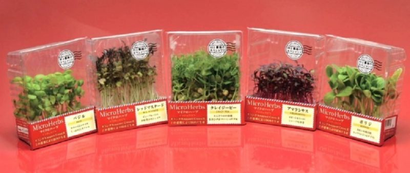 青空レストラン　マイクロハーブ　村上農園　通販