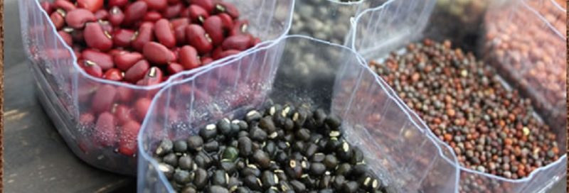 自由研究にスーパースプラウトを育てよう（植物観察）2018