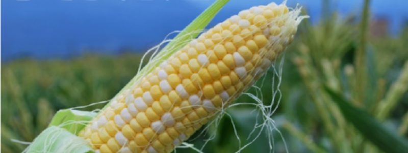 甘甘娘（甘々娘）みたまの湯　のっぷい農産直売所　所さんお届けモノです　販売