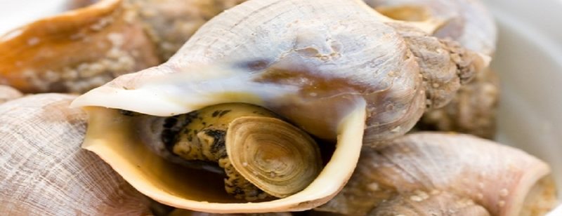 青空レストラン　真つぶ　ツブ貝　灯台つぶ貝　氷川きよし　旨い！北海道様似町　販売