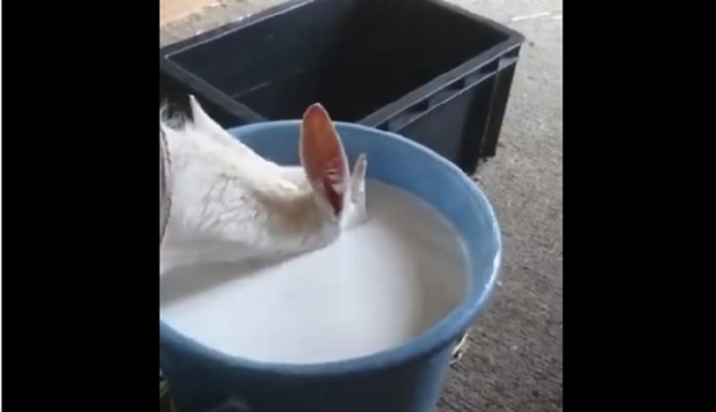 頭までつっこんでミルクをがぶ飲みする子ヤギが話題！北海道十勝チーズ工房