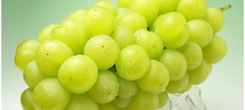 産地本物！岡山県産　種無し皮ごと食べるぶどう「桃太郎ぶどう」いのお飯　ままかり