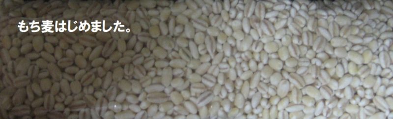 もち麦ダイエット　もち麦ごはんを1か月食べた結果・効果は？美味しい炊き方