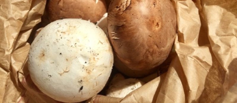 岡山県瀬戸内市産ジャンボマッシュルーム　伊野尾慧　いのお飯　通販