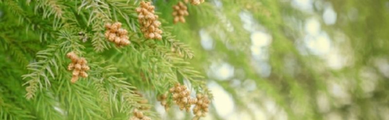 最新の花粉対策グッズ・マスク　2019年　今年の花粉は多い？